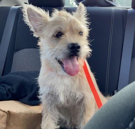 Photo of Buddy