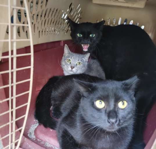 Photo of Ferals for Farms!