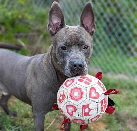 Photo of Percy