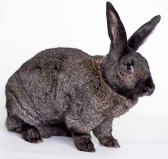 Photo of Junior