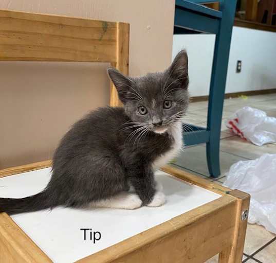 Photo of Tip