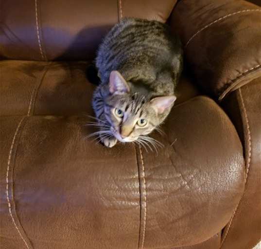 Photo of Mocha