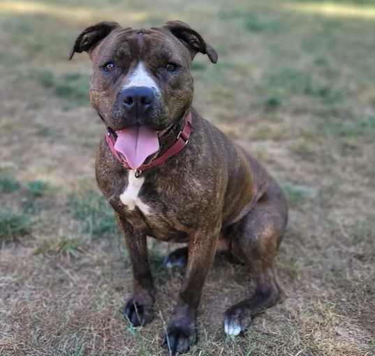 Photo of Callie