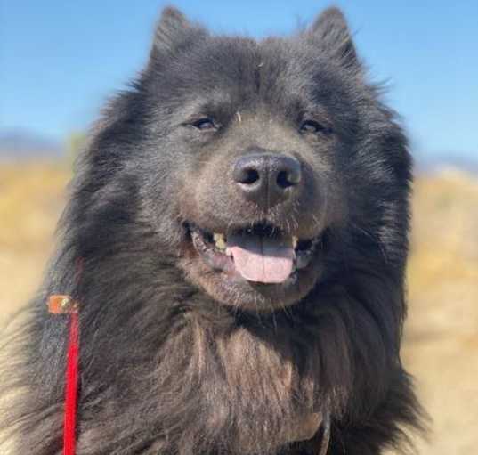 Photo of Smokey
