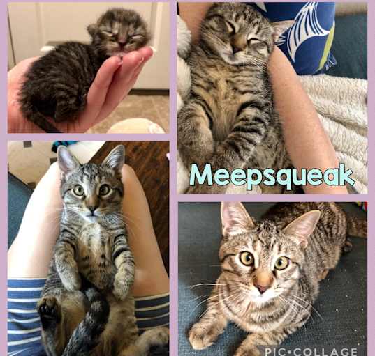 Photo of Meepsqueak