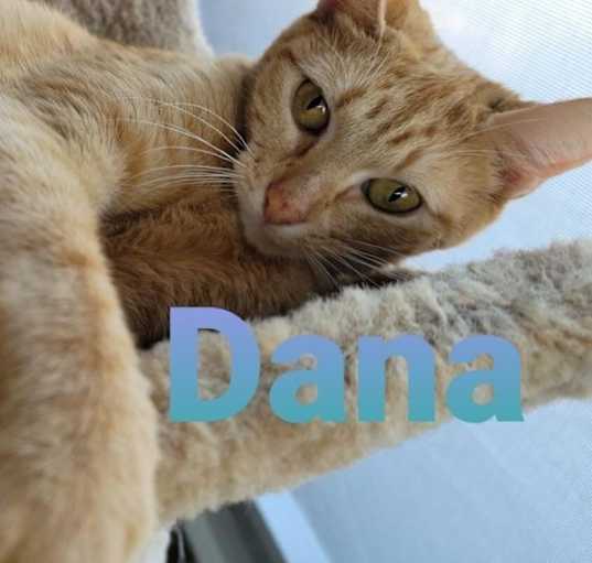 Photo of Dana