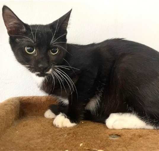 Photo of Mr. Wiskers