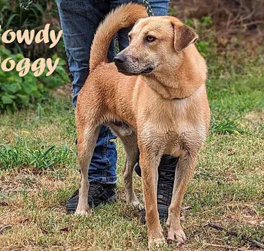 Photo of Howdy Doggy