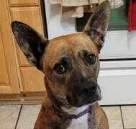 Photo of Lucky