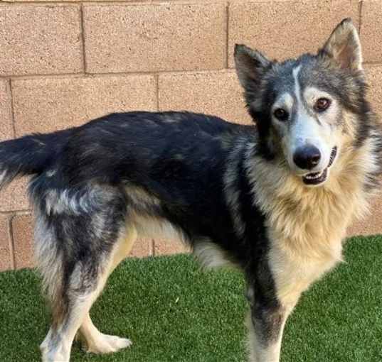 Photo of Lakota