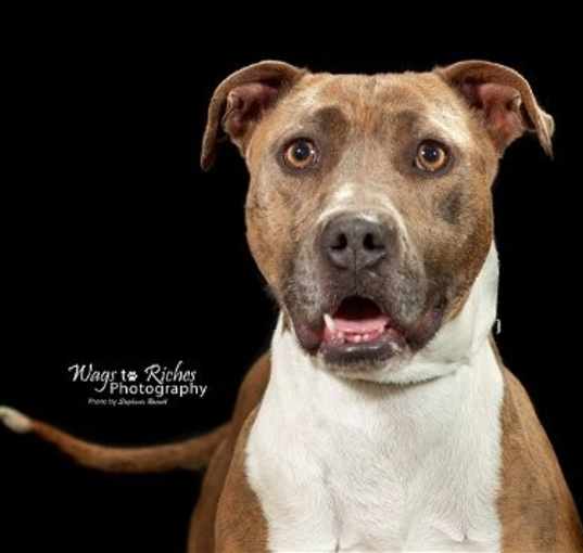 Photo of Pepper