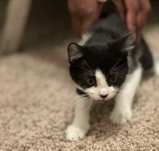 Photo of Oreo