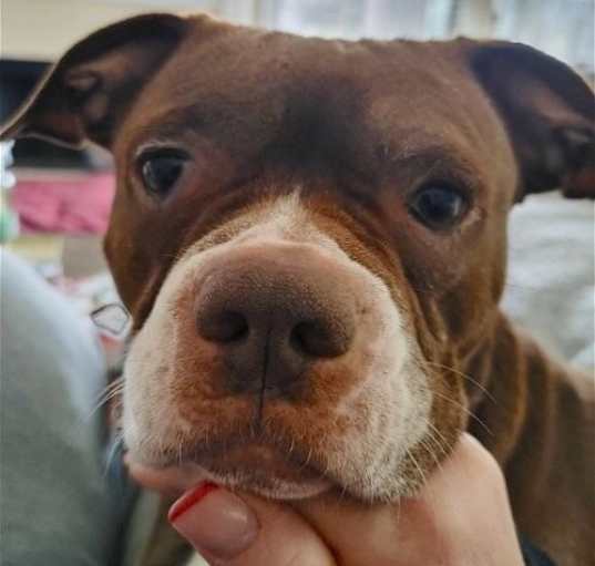 Photo of Jessie Girl