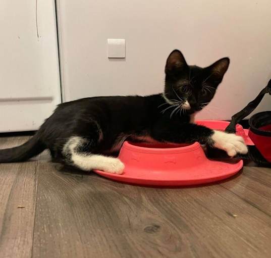 Photo of Sammy