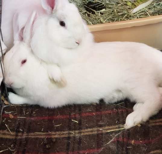 Photo of Pippa