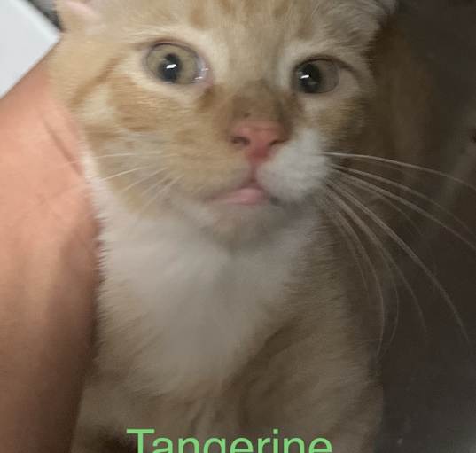 Photo of Tangerine