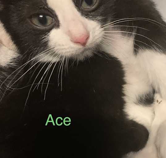 Photo of Ace