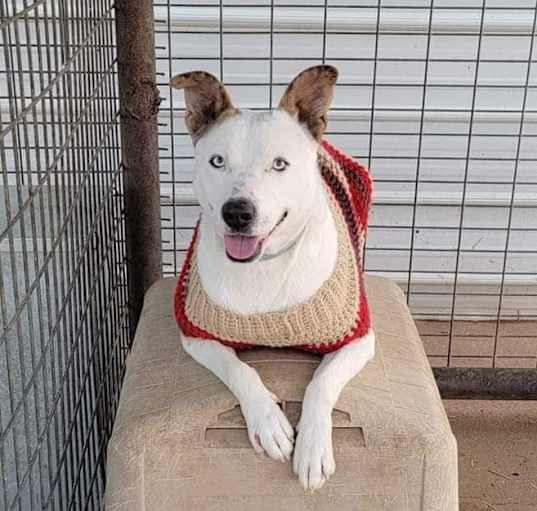 Photo of Bouncy