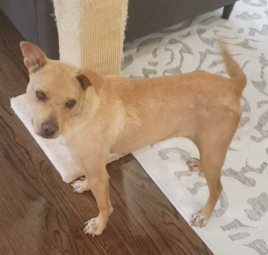 Photo of Poppy