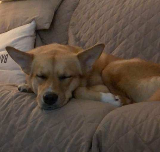 Photo of Riley