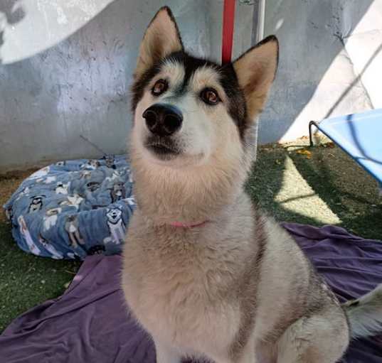 Photo of Sheba aka Chinook