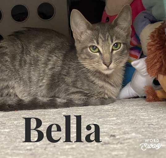 Photo of Bella, Jess, Gus, Pepper
