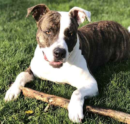Photo of Merry