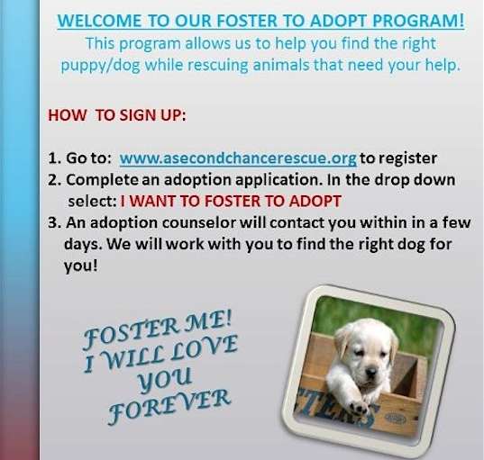 Photo of I WANT TO FOSTER TO ADOPT