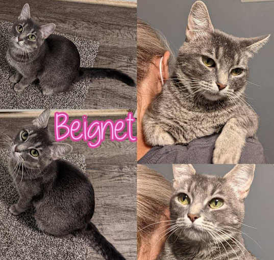 Photo of Beignet