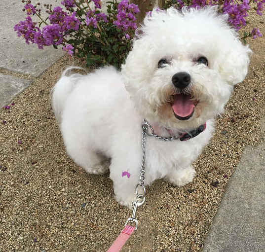 Photo of Vivi