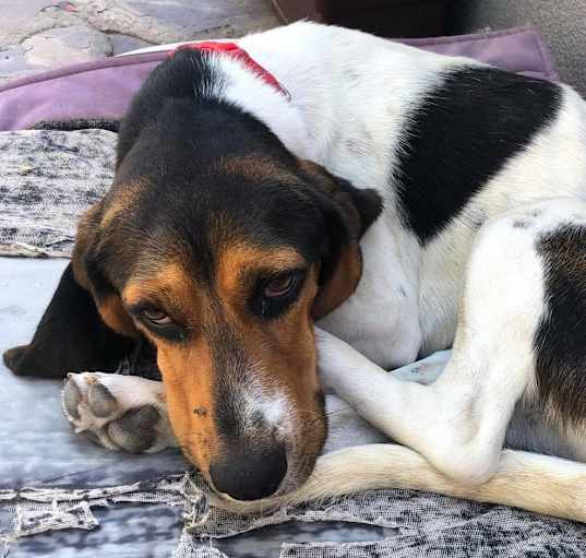 Photo of Daisy Mae