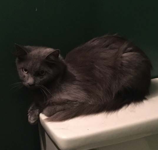 Photo of Sheba