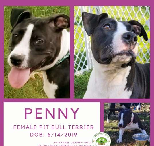Photo of Penny