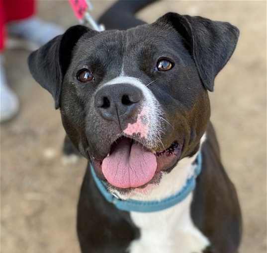 Photo of Cindy Lu *Adopt or Foster*