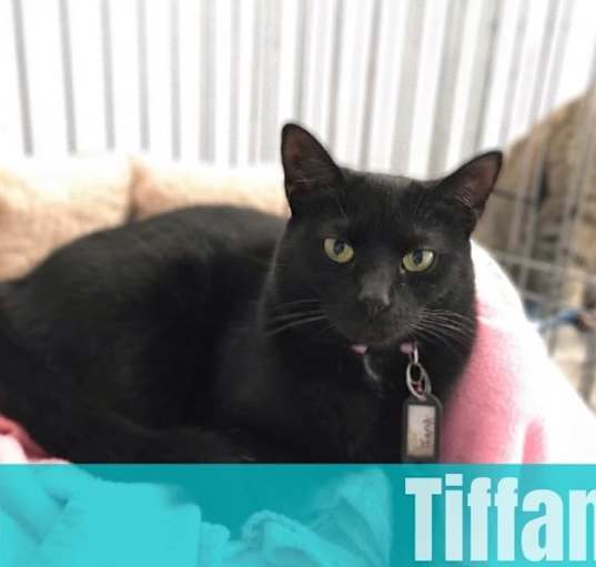 Photo of Tiffany
