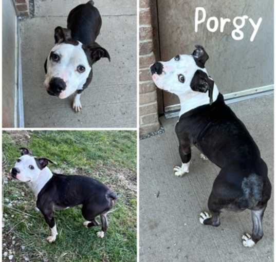 Photo of Porgy