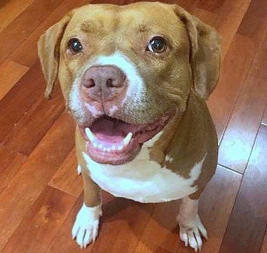 Photo of Jenna - *SUPER URGT* NEEDS IMMED FOSTER