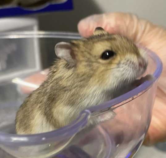 Photo of Penelope