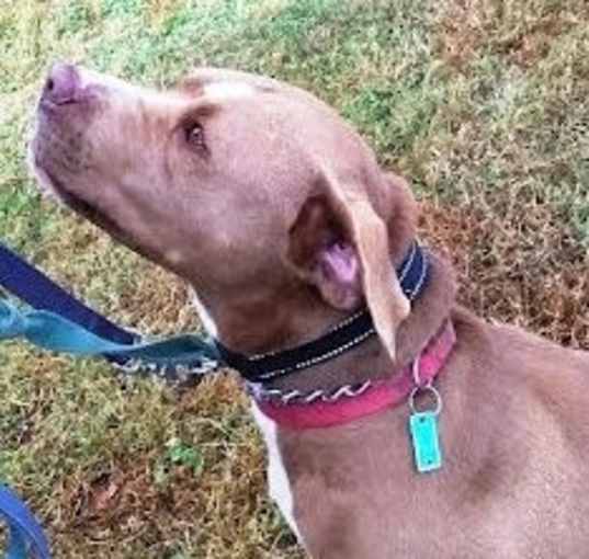 Photo of Diamond *Adopt or Foster*