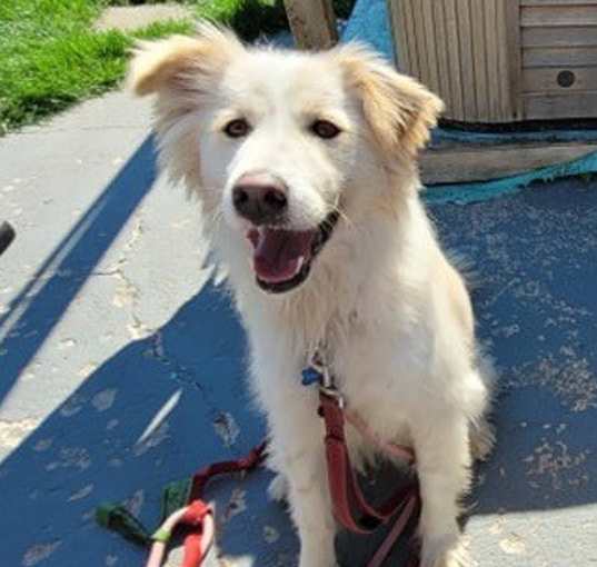 Photo of Oscar