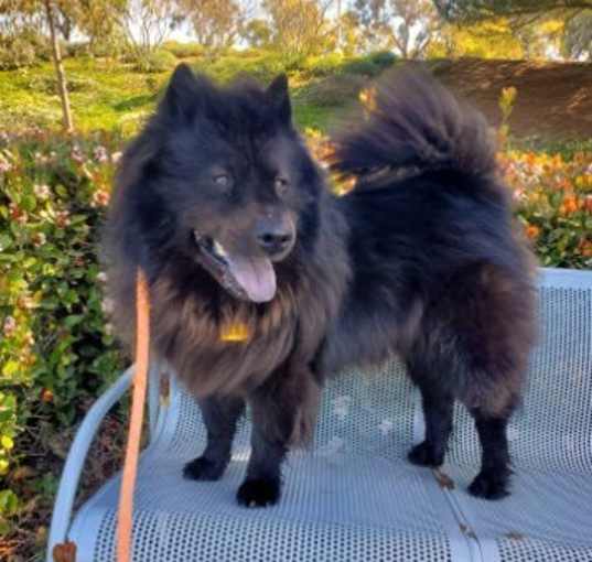 Photo of Smokey
