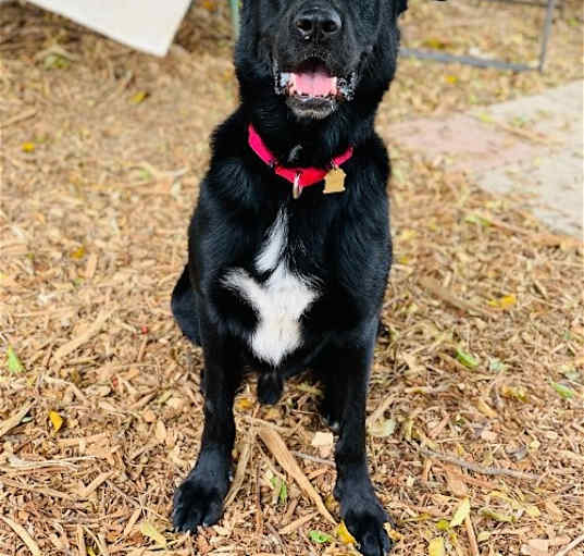 Photo of Maverick