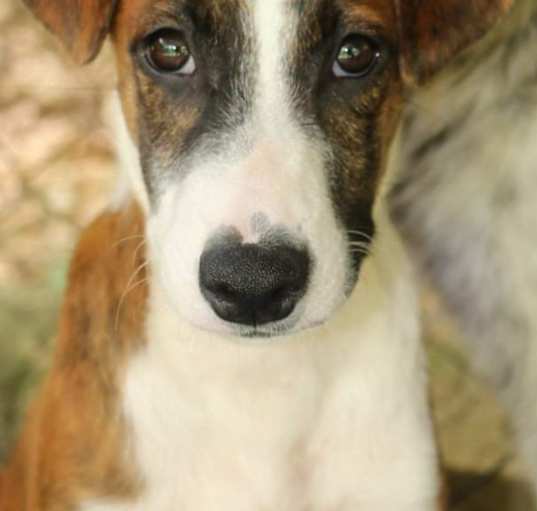 Photo of ALEXIS (male)