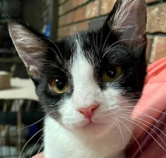 Photo of Sylvester Kitten