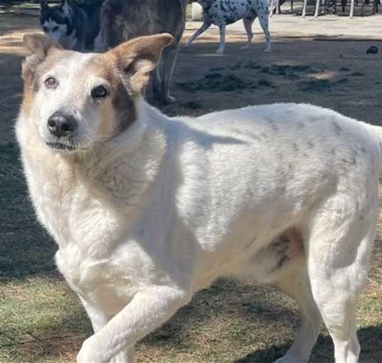 Photo of Desert Dog White Knight