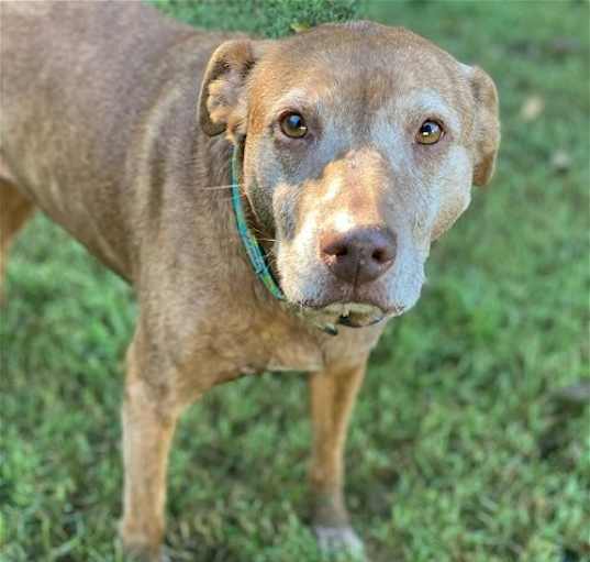 Photo of Sally of Pacolet - Your New Strolling Companion!