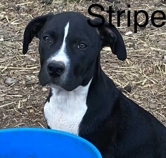 Photo of Stripe