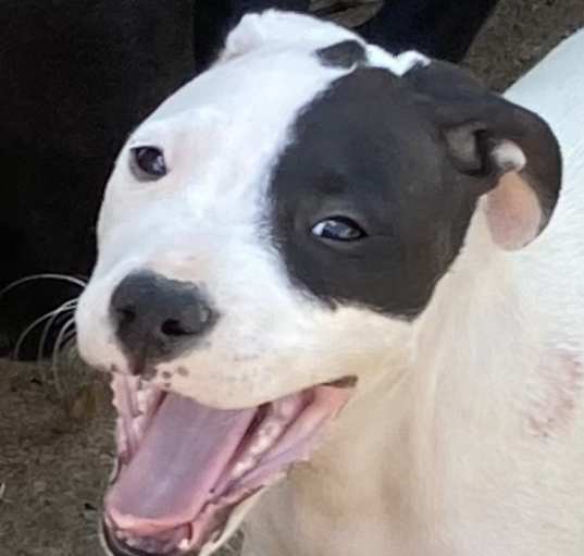 Photo of Patch