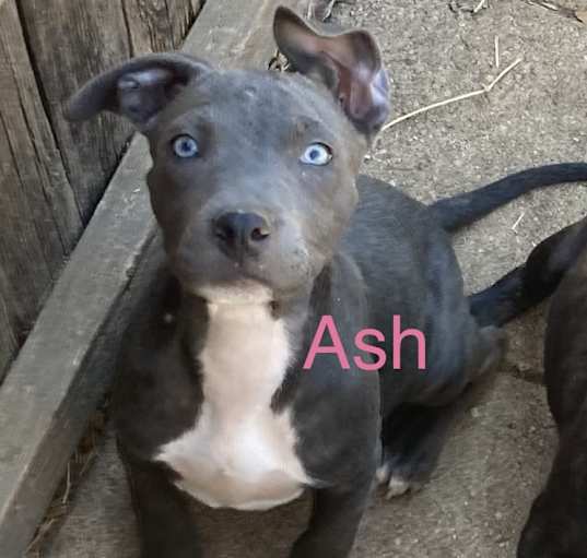 Photo of Ash