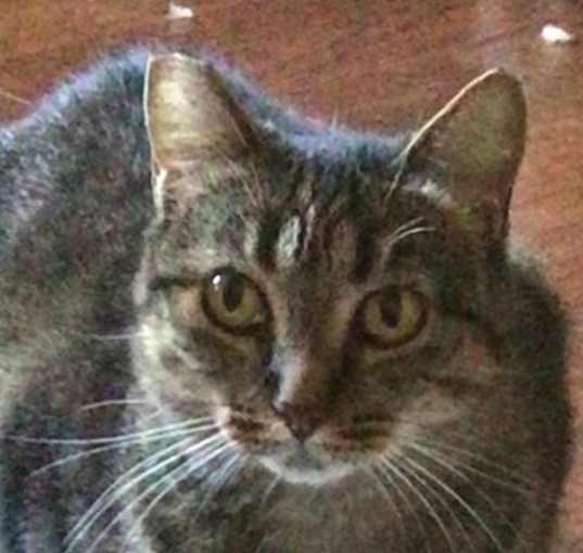 Photo of Tigra